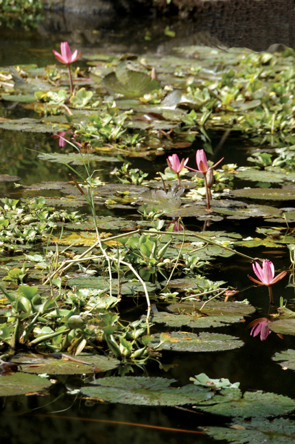 Nymphaceae sp